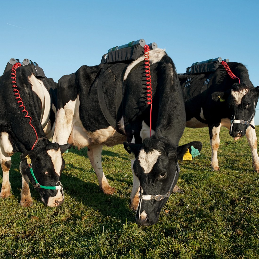 Don't be afraid of meat what's wrong with methane from cows? Compost